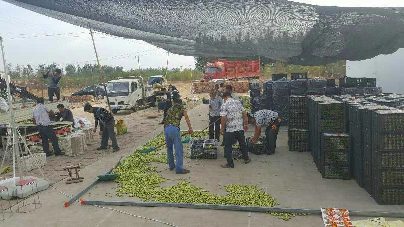 早熟鲜枣基地现摘现发平台电商对接冬枣可一件代发按要求包装