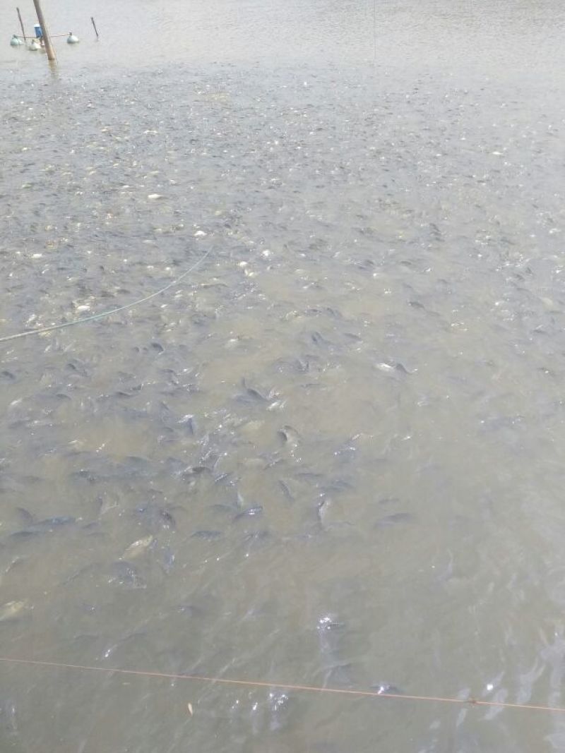 鲫鱼食用