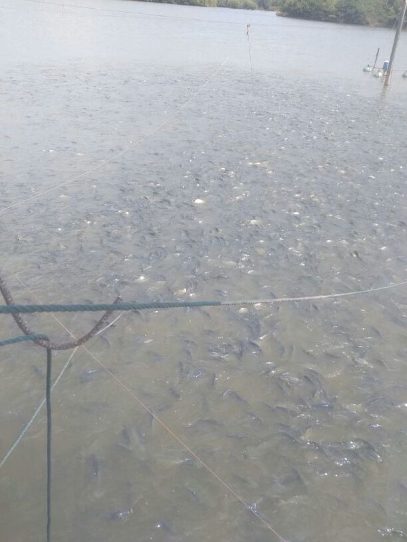 鲫鱼食用