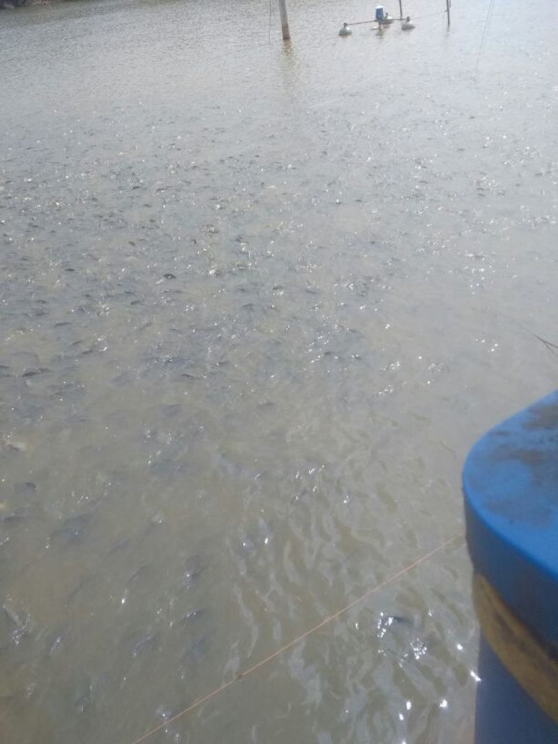 鲫鱼食用