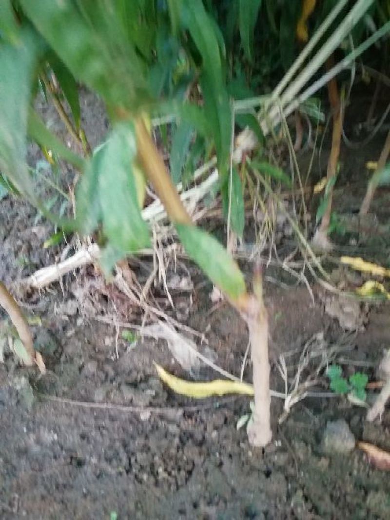 桃树嫁接苗一年苗二年苗品种好量大从优