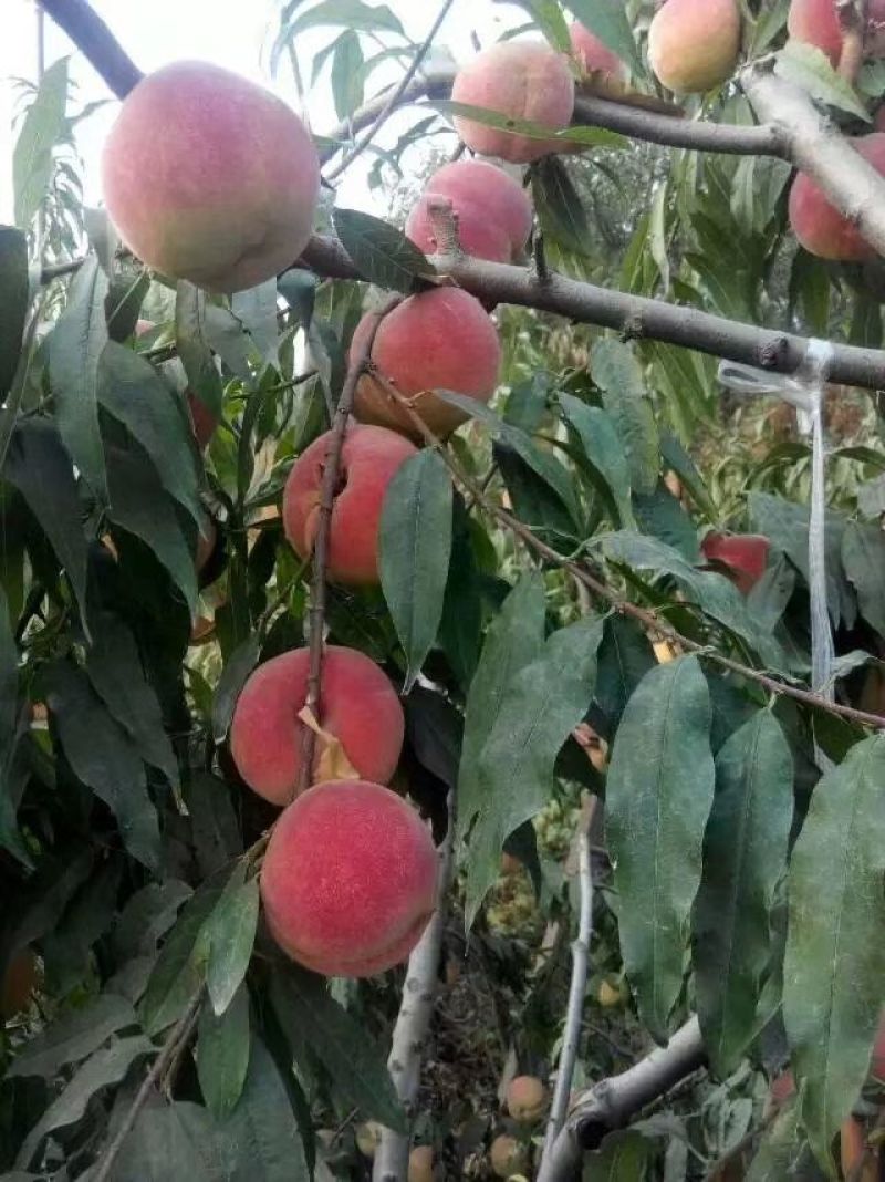 桃树嫁接苗一年苗二年苗品种好量大从优