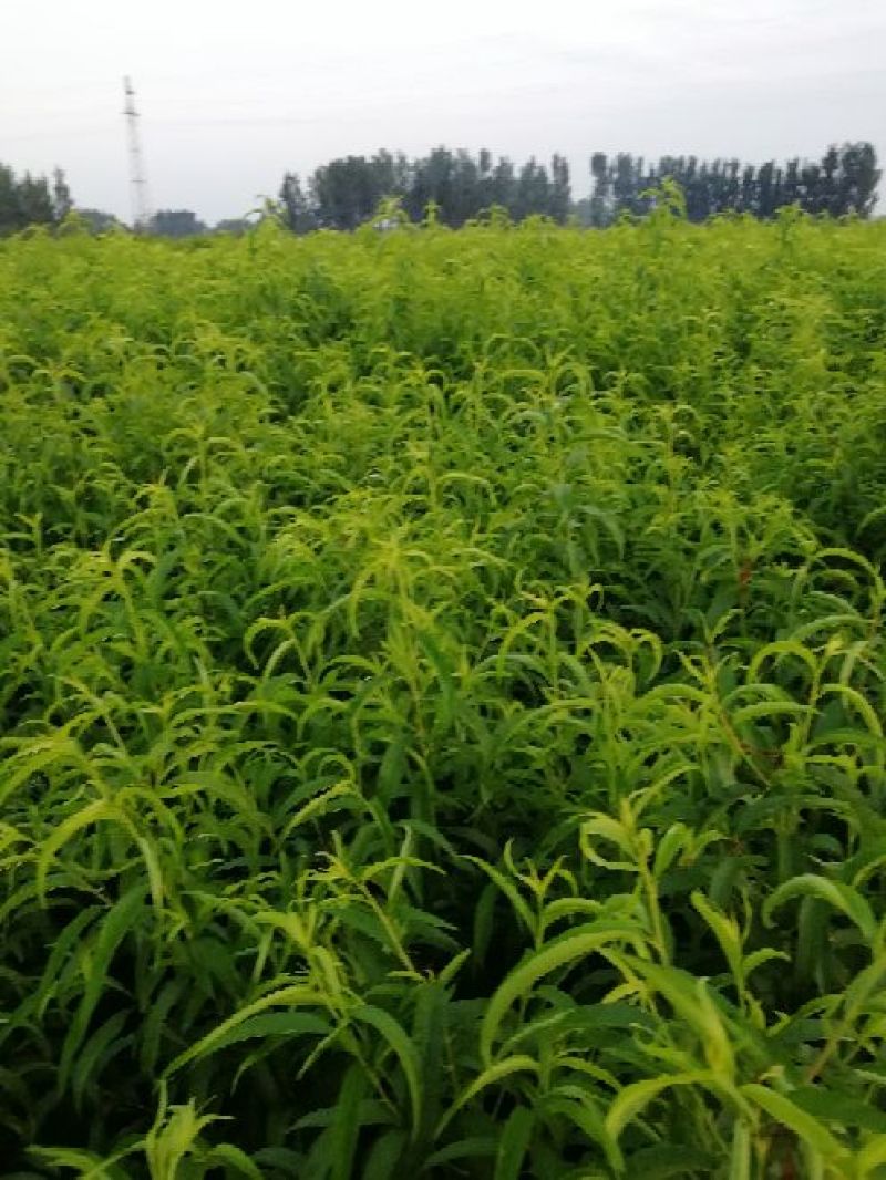 桃树嫁接苗一年苗二年苗品种好量大从优