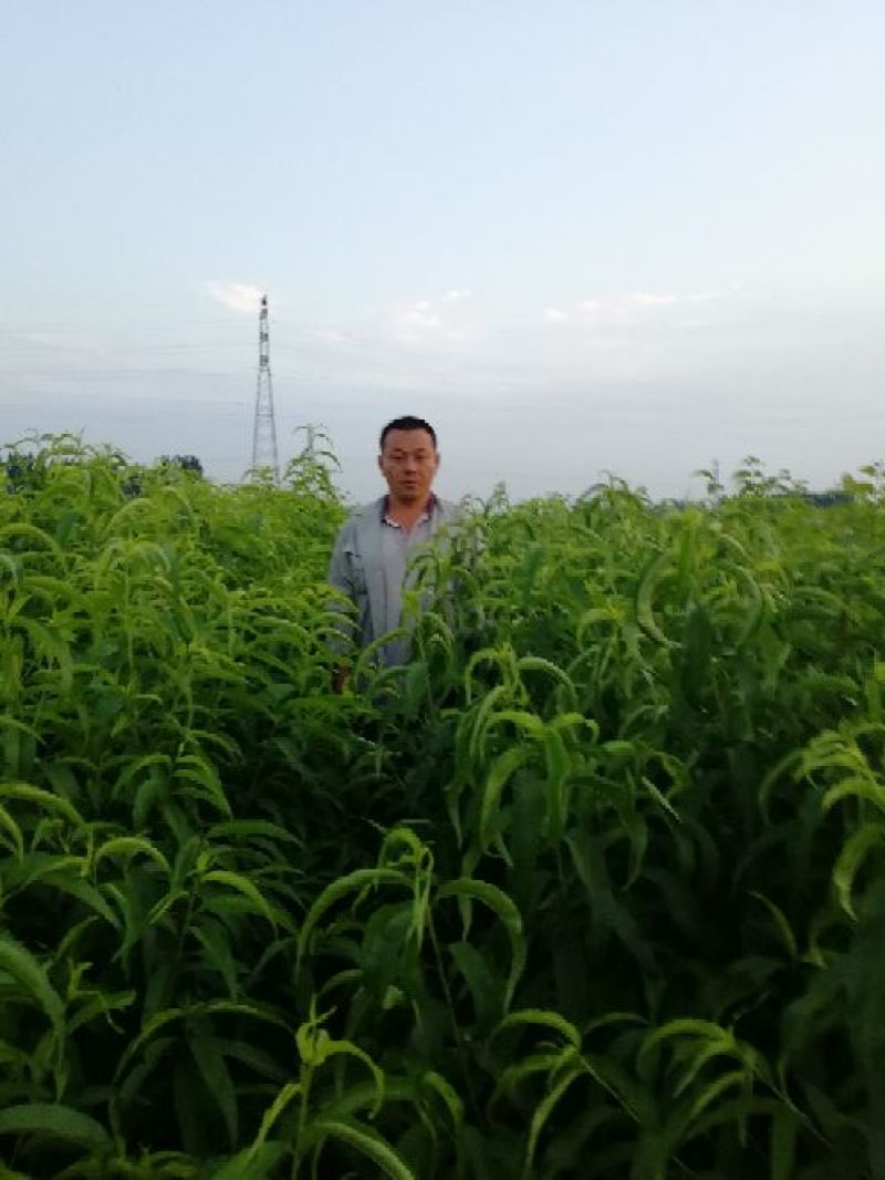 桃树嫁接苗一年苗二年苗品种好量大从优