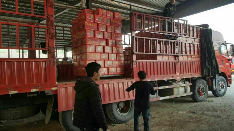 若羌红枣厂家直供一手货源商超品质保质保量