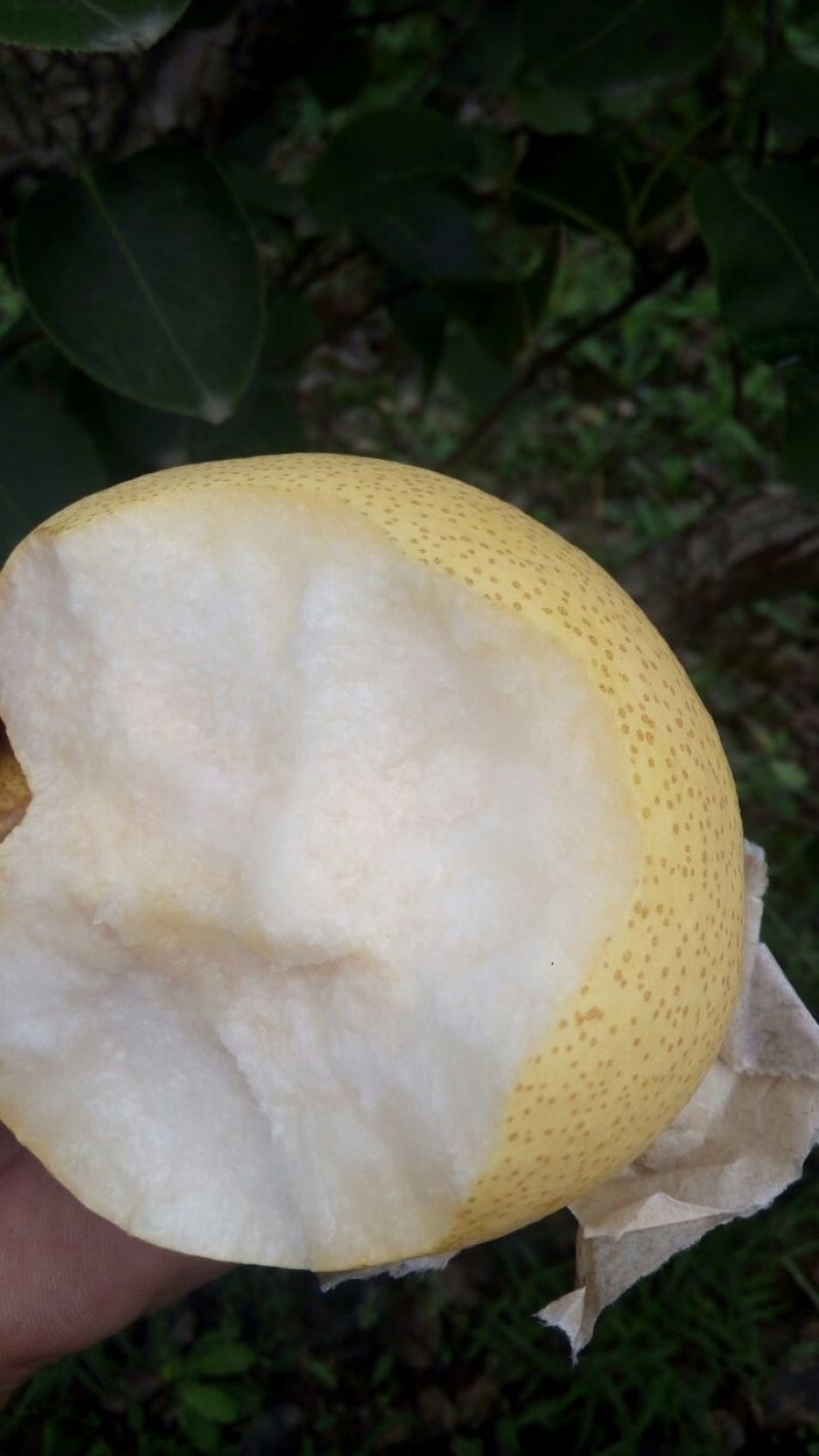 贡梨纸袋300~350g