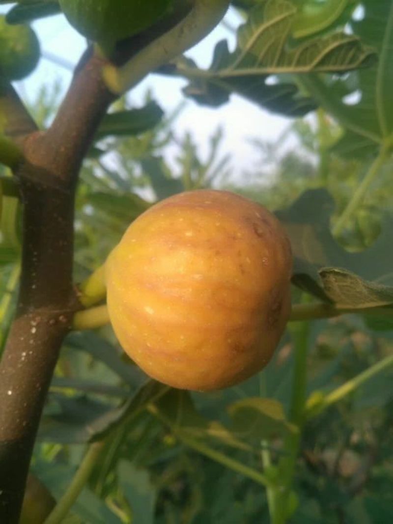 无花果树1~1.5m一年苗二年苗保品种量大从优