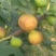 无花果树1~1.5m一年苗二年苗保品种量大从优