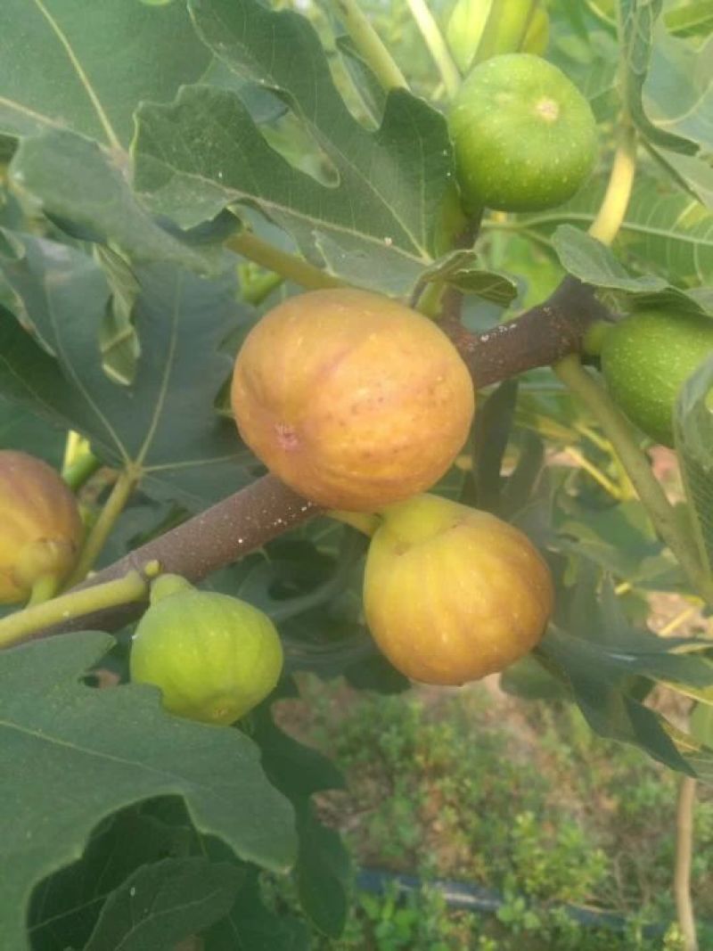 无花果树1~1.5m一年苗二年苗保品种量大从优