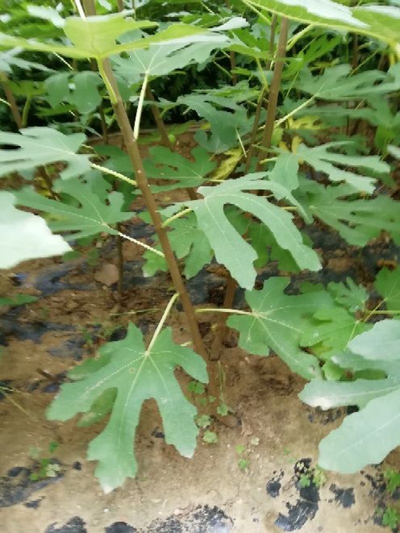 无花果树1~1.5m一年苗二年苗保品种量大从优