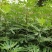 无花果树1~1.5m一年苗二年苗保品种量大从优