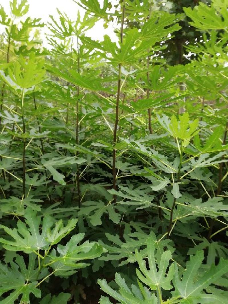 无花果树1~1.5m一年苗二年苗保品种量大从优