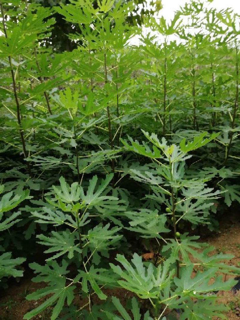 无花果树1~1.5m一年苗二年苗保品种量大从优