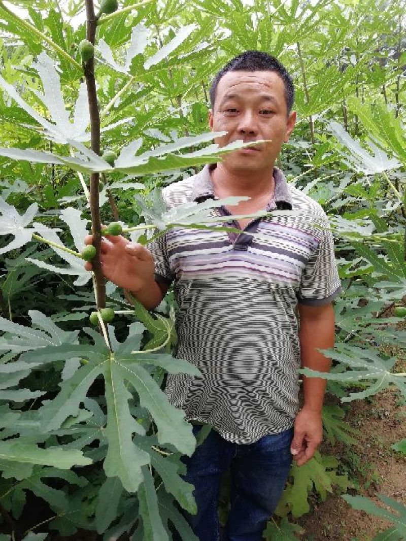 无花果树1~1.5m一年苗二年苗保品种量大从优