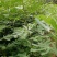 无花果树1~1.5m一年苗二年苗保品种量大从优