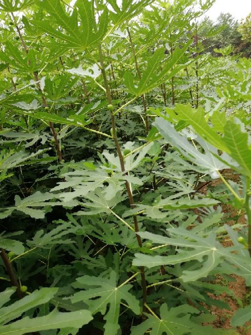 无花果树1~1.5m一年苗二年苗保品种量大从优