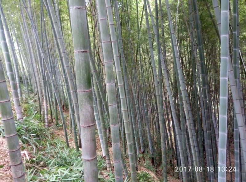 毛竹6cm以上6米以上