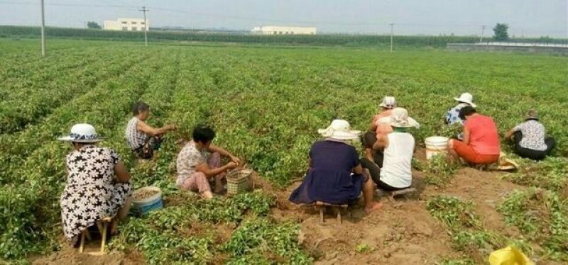 压榨花生油5斤装机器压榨
