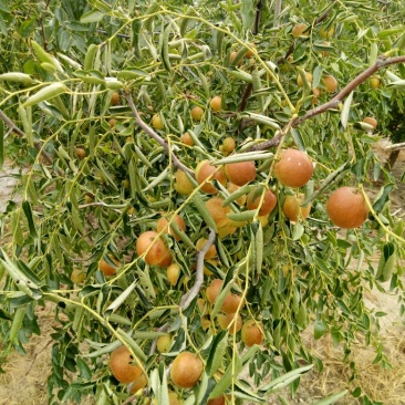 枣树苗80~110cm