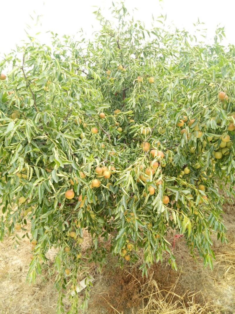 枣树苗80~110cm