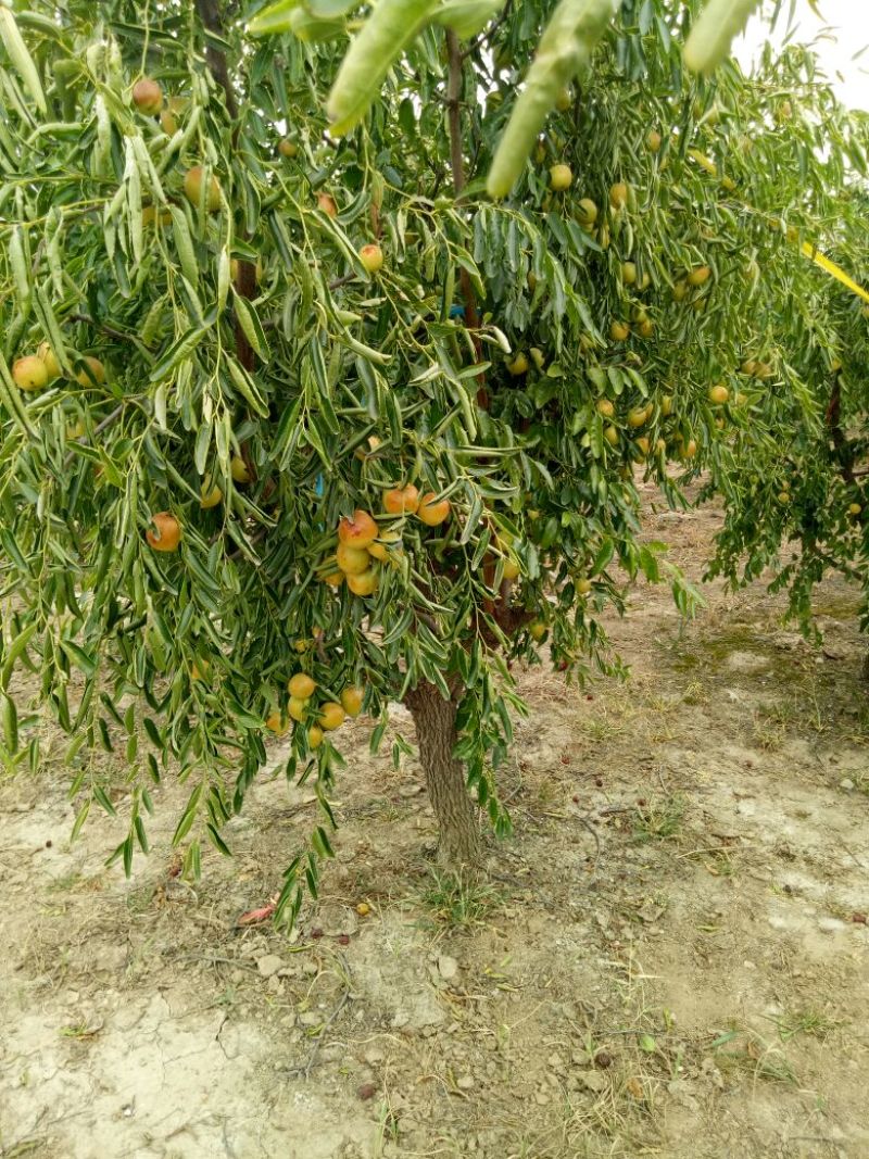 枣树苗80~110cm
