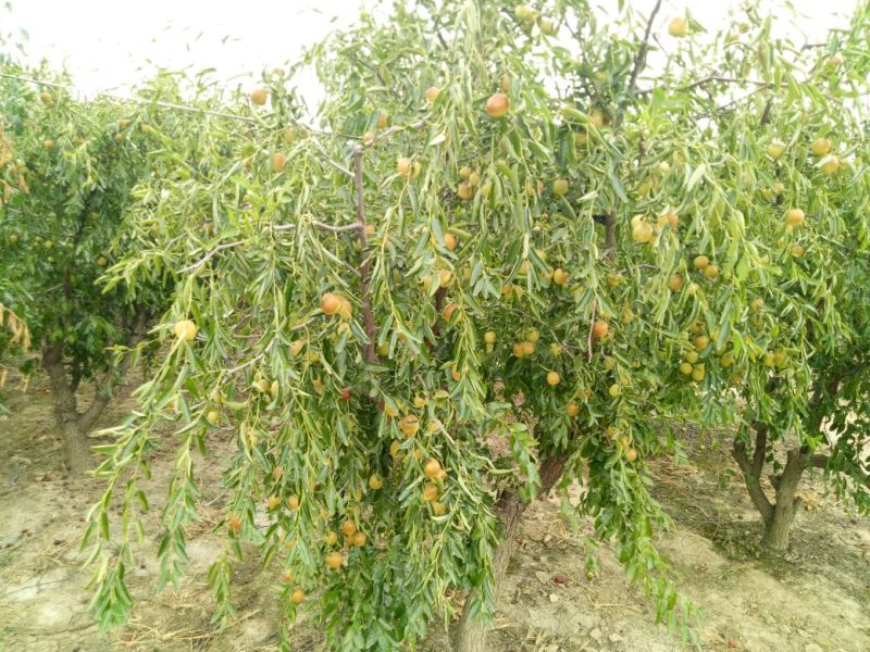 枣树苗80~110cm
