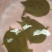 生态甲鱼2~2.5斤