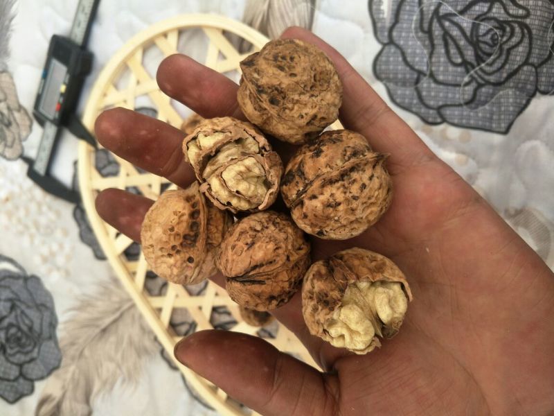 薄皮核桃薄皮核桃大麻子