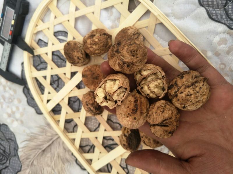 薄皮核桃薄皮核桃大麻子