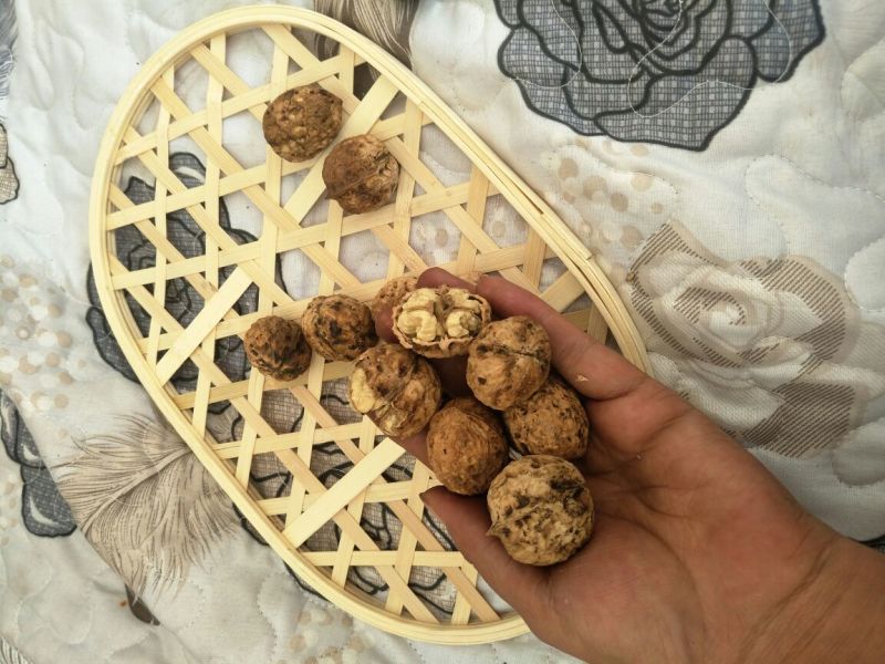 薄皮核桃薄皮核桃大麻子