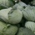 圆包菜通货3公斤以上