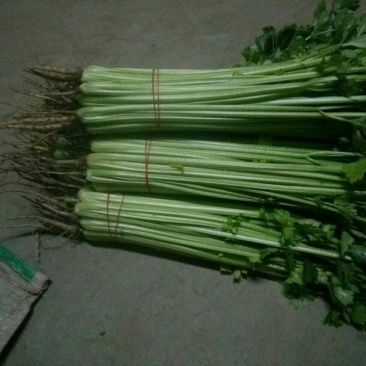皇妃芹菜45cm以上