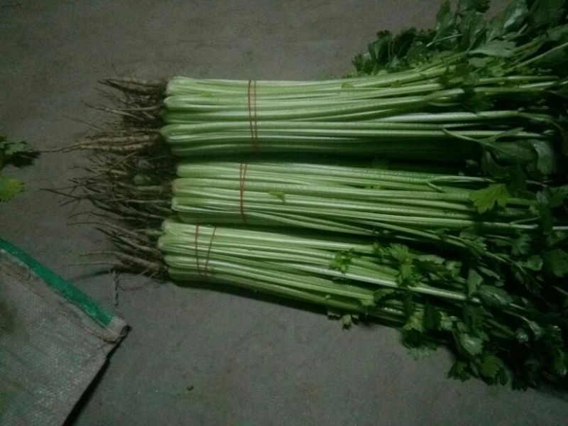 皇妃芹菜45cm以上