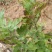 药用菊花山西小菊花