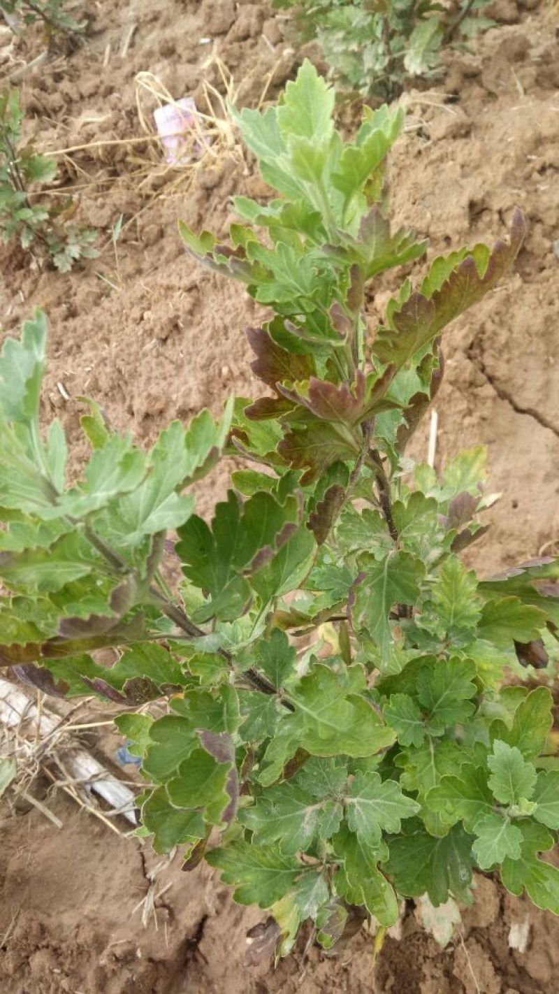 药用菊花山西小菊花
