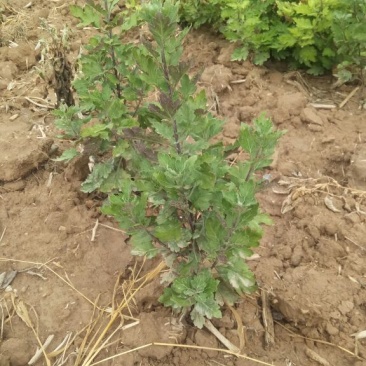 药用菊花山西小菊花