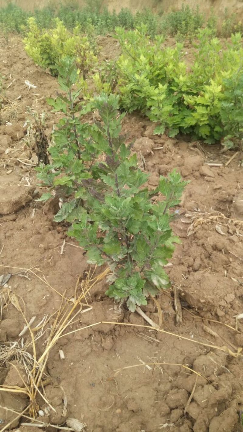 药用菊花山西小菊花