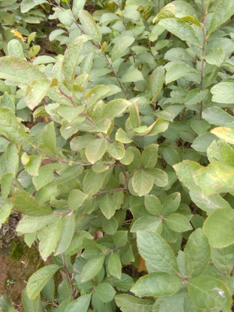 优质钙果苗两年钙果苗食用果兼观赏用