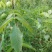 8518核桃苗元丰核桃苗薄皮核桃苗核桃苗核桃苗栽植株距