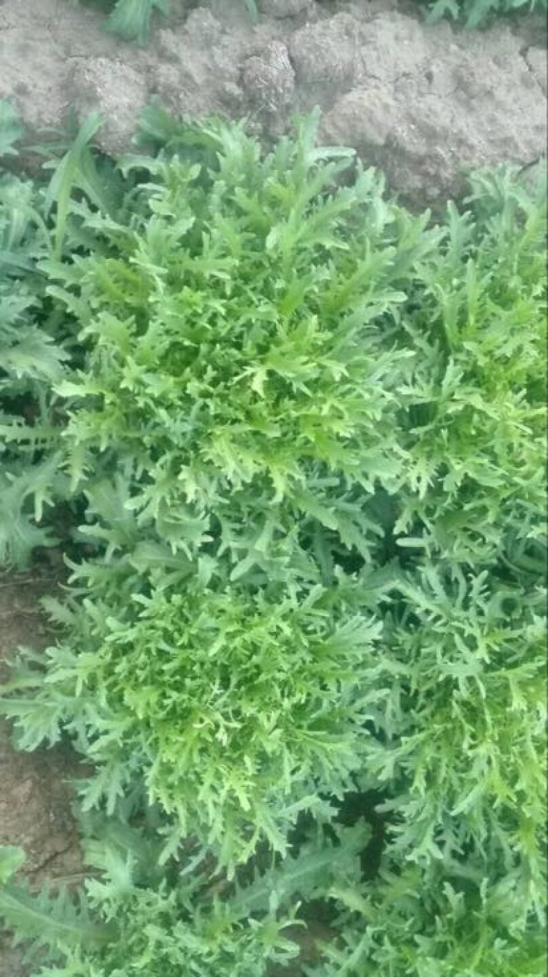 苦菊10~12cm