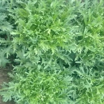 苦菊10~12cm