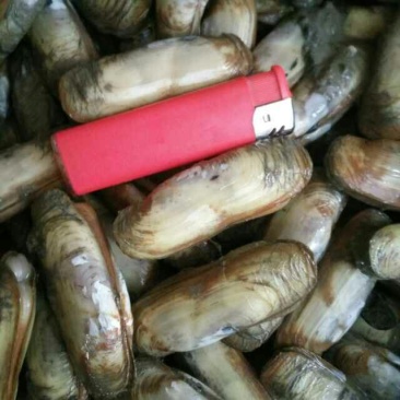 海蛏食用