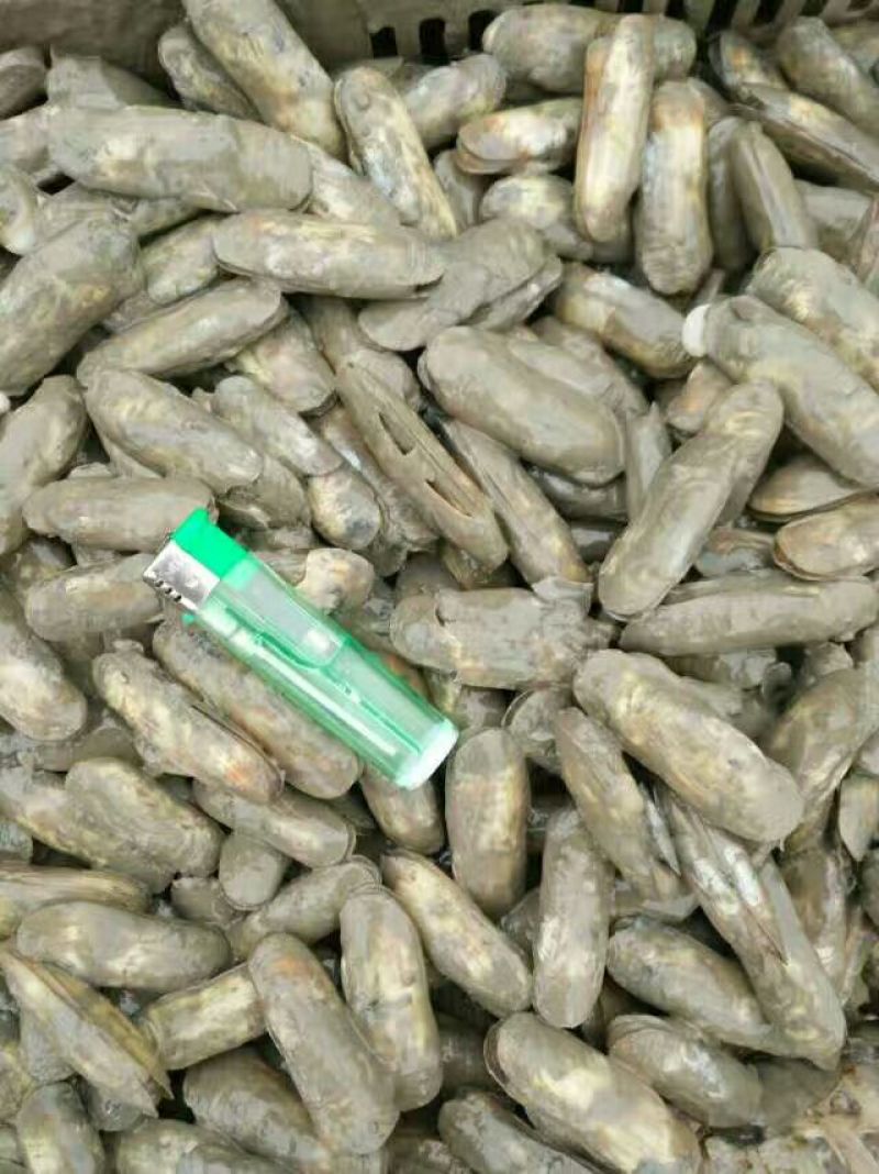海蛏食用