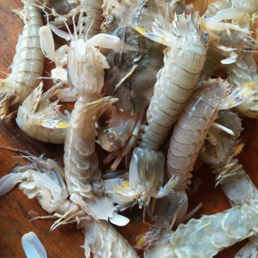 皮皮虾冰鲜虾