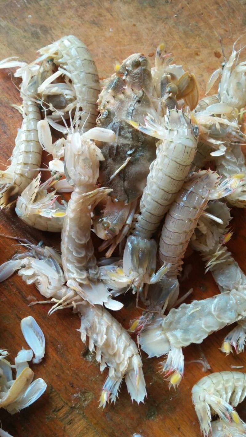 皮皮虾冰鲜虾