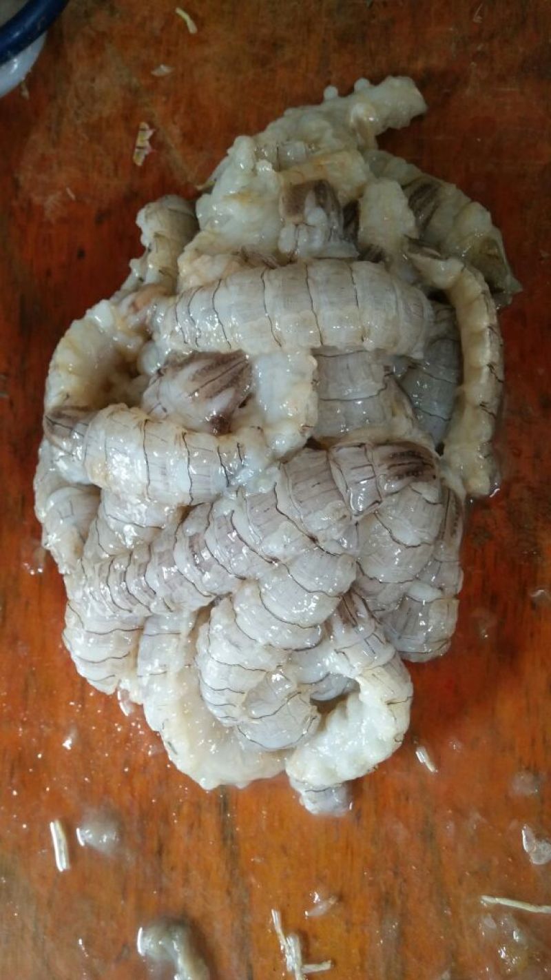皮皮虾冰鲜虾