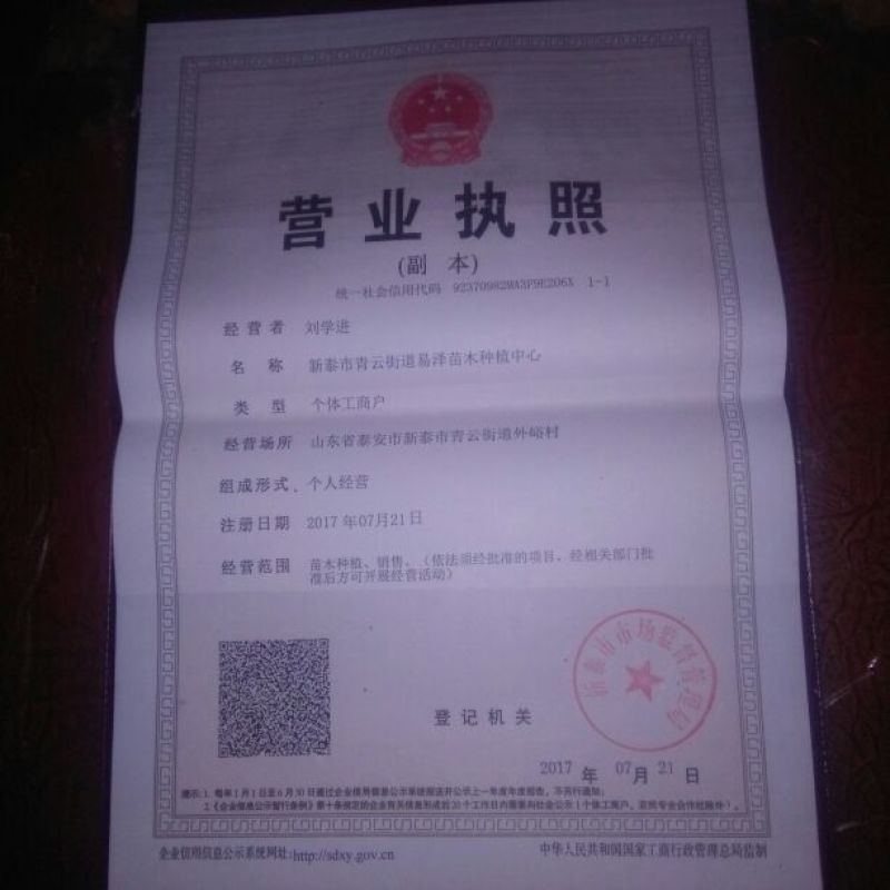 珍珠油杏树苗80cm以上