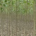 107杨树苗3公分
