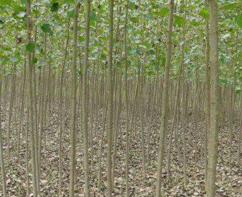 107杨树苗3公分