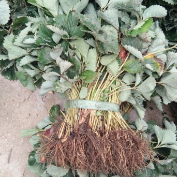 全明星草莓苗10~20cm